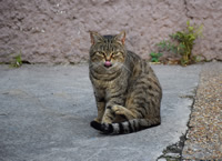  Alberto RODRIGUEZ - 'El gato se burla del fotógrafo'